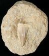 Fossil Mosasaurus Tooth In Matrix #14261-1